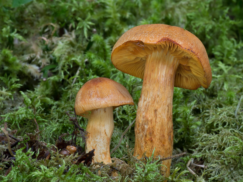 Cortinarius limonius